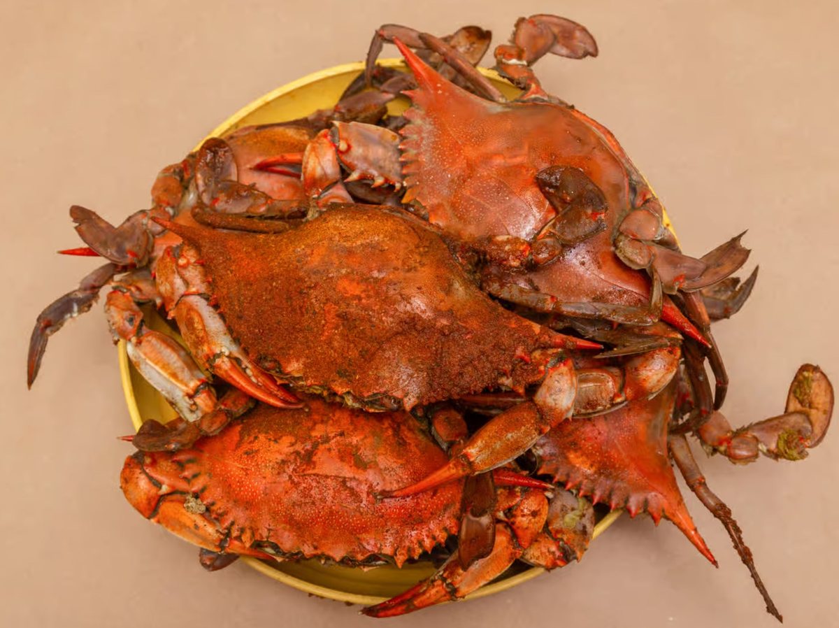 C8. Crab Male M — Blue Crab Express